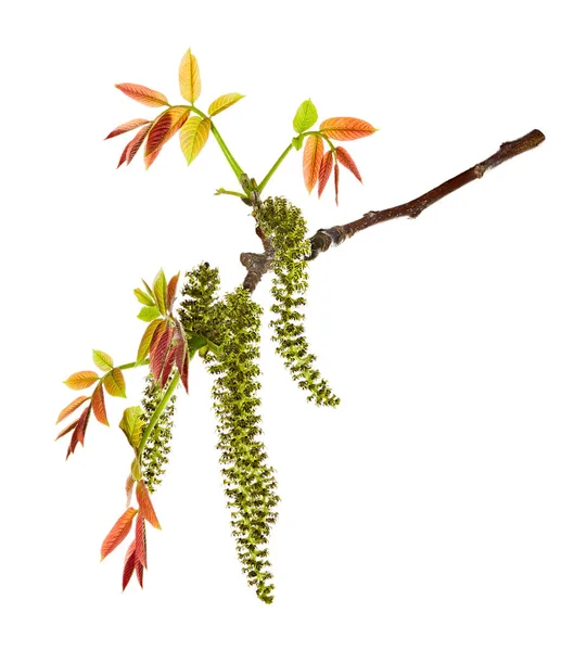 Twig of walnut with male flower. Spring twig with walnut leaves on white background. — Stock Photo, Image