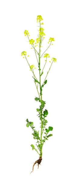 Rapeseed (brassica napus) isolated on white background. — Stock Photo, Image