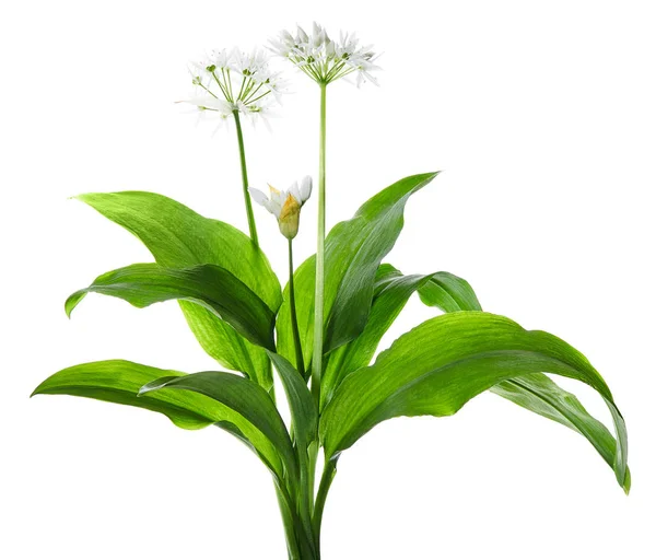 Vahşi sarımsak ya da Ramson- Allium ursinum beyaz arka planda izole edilmiş. Mutfakta yabani sarımsak kullanılır.