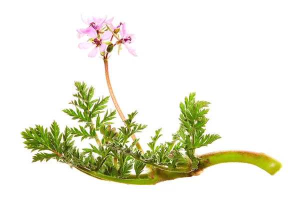 Rotstammfilet, Rotstammstorchschnabel, Storchenschnabel oder Windröschen (Erodium cicutarium)). — Stockfoto