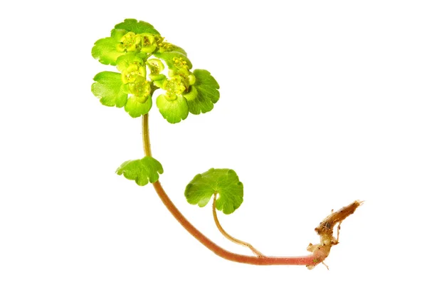 Macro photo of an alternate-leaved golden-saxifrage — Stock Photo, Image