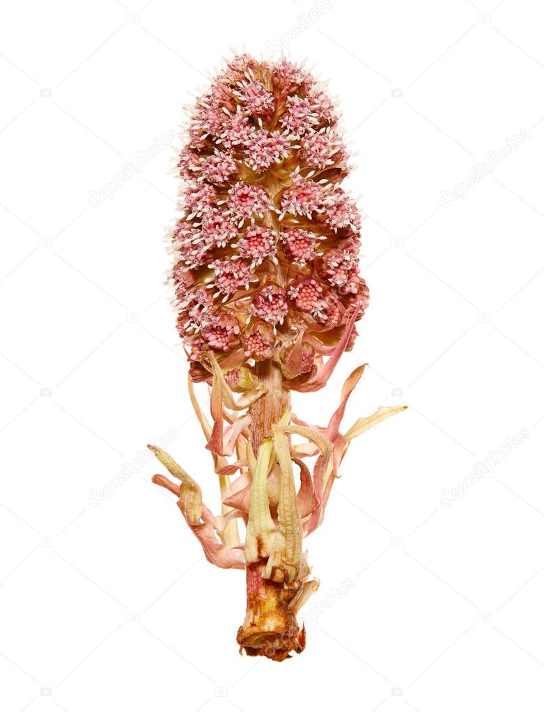 Blossom of medicinal plant butterbur (Petasites hybridus)