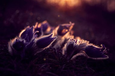Büyük pasque çiçek (pulsatilla grandis) güzel çiçekler
