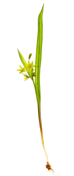Planta medicinal Yellow Star-of-Bethlehem (Gagea lutea ) — Fotografia de Stock