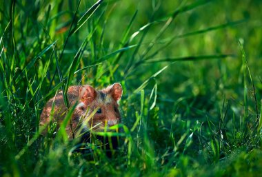 Avrupa hamster (Cricetus cricetus) güzel görüntü. Hamster