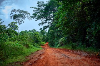 Orta Amerika'nın yağmur ormanlarında çamurlu yol.