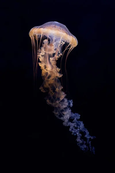 Bardzo trujące i niebezpieczne Jellyfish. Pokrzywa Japońska (CHR — Zdjęcie stockowe