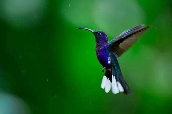 Kolibrie Violet Sabrewing vliegen op blured achtergrond. A Beau — Stockfoto