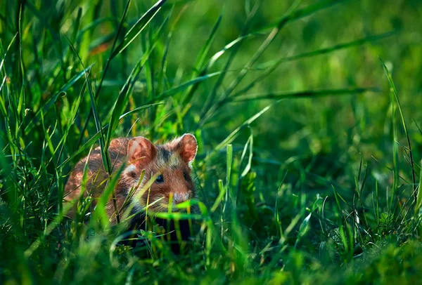 Schönes Bild des Feldhamsters (cricetus cricetus). Feldhamster — Stockfoto