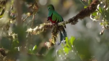 Şaşaalı Quetzal, Pharomachrus mocinno. Costa dan yeşil kuş