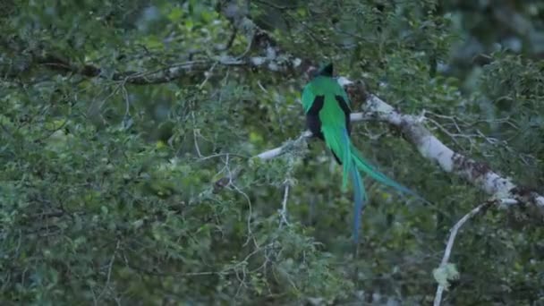 Великолепный Кетцаль Pharomachrus Mocinno Зеленая Птица Косты — стоковое видео