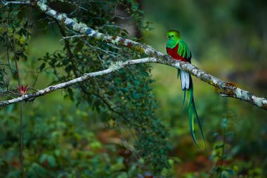 Şaşaalı Quetzal, Pharomachrus mocinno. Costa dan yeşil kuş