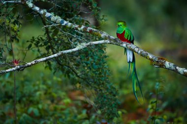 Resplendent Quetzal, Pharomachrus mocinno. Green bird from Costa clipart
