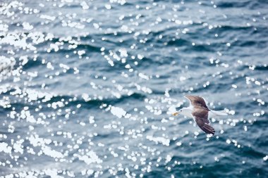 Gün batımında denizüzerinde uçuş büyük siyah sırtlı martı. Vahşi p
