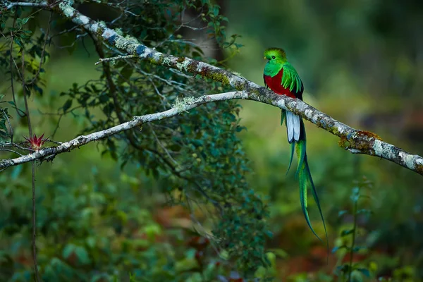 Resplandeciente Quetzal, Pharomachrus mocinno. Pájaro verde de Costa —  Fotos de Stock