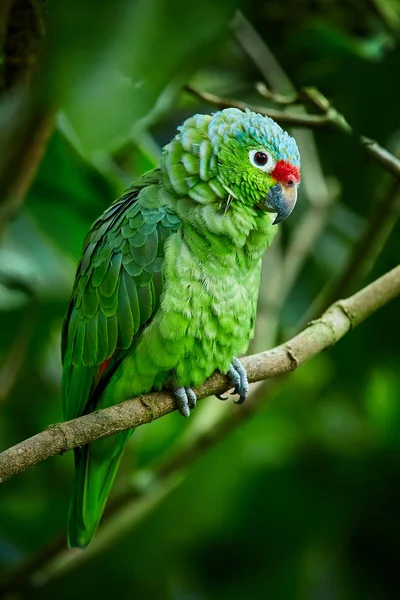 Kırmızı lorlu papağan, Amazona autumnalis. Papağan derin yağmur ön