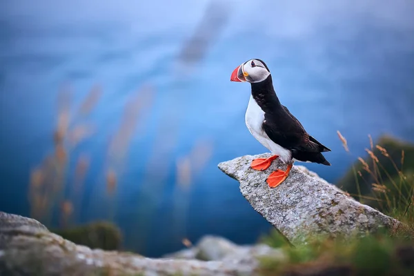 Beautiful portrait of Atlantic Puffin or Common Puffin. Птица в — стоковое фото