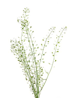 Capsella bursa-pastoris, üç köşeli düz meyveleri nedeniyle çoban kesesi olarak bilinen, hardal familyasındaki küçük ve kaba çiçekli bir bitkidir.