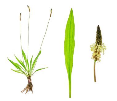 Tuft ribwort (Plantago lanceolata) on white background. Herb used in alternative medicine. clipart