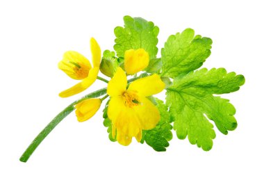 Chelidonium majus (yaygın olarak daha büyük celandine, nipplewort, kırlangıç otu veya tetterwort olarak da bilinir) beyaz arka planda izole edilmiştir. Halk tıbbında kullanılan bir bitki.. 