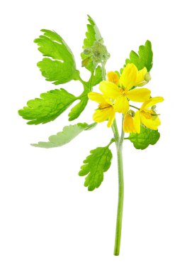 Chelidonium majus (yaygın olarak daha büyük celandine, nipplewort, kırlangıç otu veya tetterwort olarak da bilinir) beyaz arka planda izole edilmiştir. Halk tıbbında kullanılan bir bitki.. 
