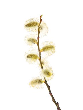 Salix caprea (goat willow, also known as the pussy willow or great sallow). The first spring flowers that serve as food for bees.