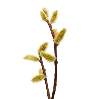 Salix caprea (goat willow, also known as the pussy willow or great sallow). The first spring flowers that serve as food for bees.