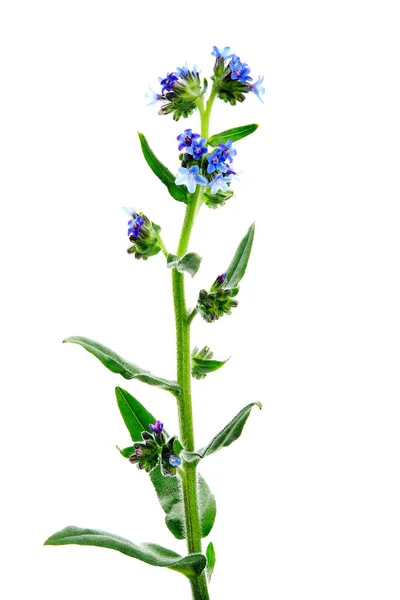 Anchusa Officinalis Uma Espécie Planta Com Flor Pertencente Família Anchusa — Fotografia de Stock