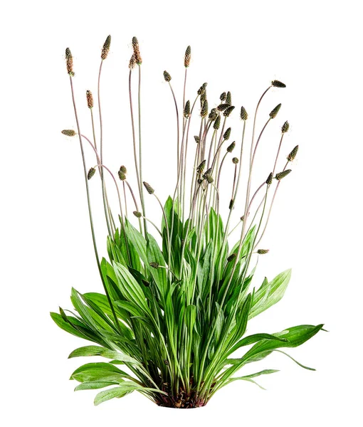 在白色背景上的燕尾花 Plantago Lanceolata 替代药物中使用的草药 — 图库照片