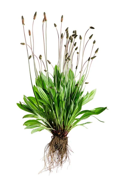 Beyaz arka planda Tuft ribwort (Bitki Lanceolata). Alternatif tıpta kullanılan bitki.