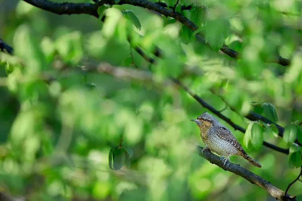 Eurasischer Ringelschwanz Oder Nördlicher Ringelhals Jynx Torquilla Frühlingsfoto Eines Vogels — Stockfoto