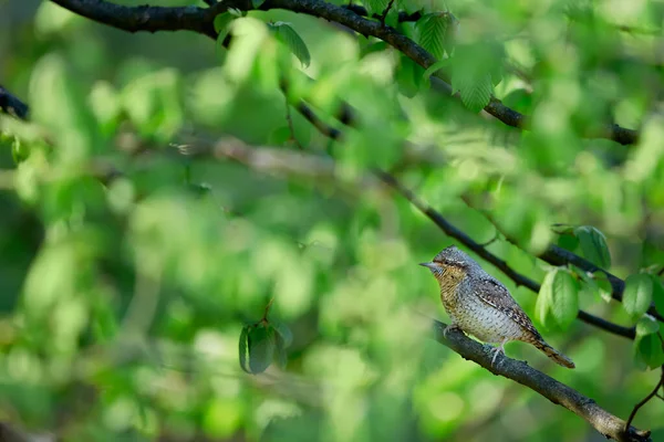 Avrasyalı Boğaz Kuzey Boğaz Jynx Torquilla Bir Dalda Oturan Bir — Stok fotoğraf