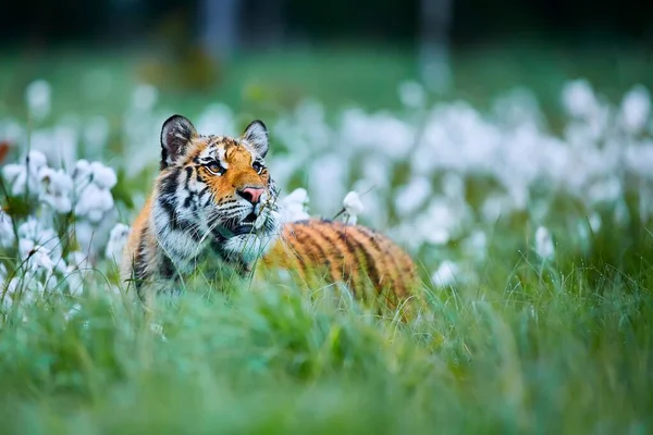 Siberian Tiger Panthera Tigris Altaica Amur Tiger Panthera Tigris Altaica — Stock Photo, Image
