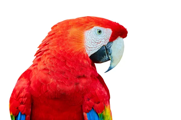 Guacamayo Escarlata Loro Rojo Hermoso Grande Ara Macao Retrato Loro — Foto de Stock