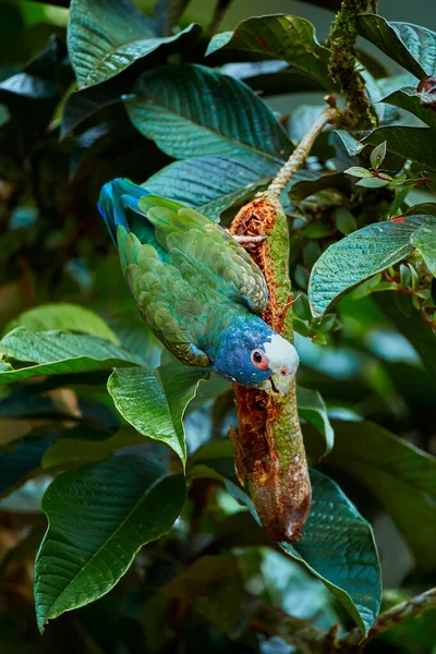 Papagei Frisst Eine Baumfrucht Weißkopfpapagei Weißkopfpapagei Pionus Senilis Wildpapagei Aus — Stockfoto