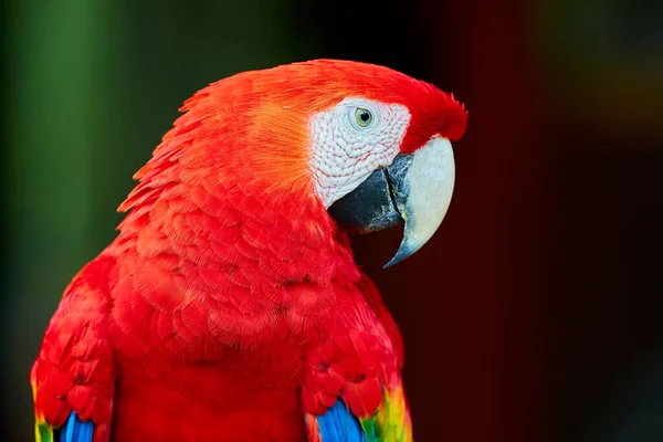 Большой Красивый Красный Попугай Алый Ара Ara Macao Портрет Сидящего — стоковое фото