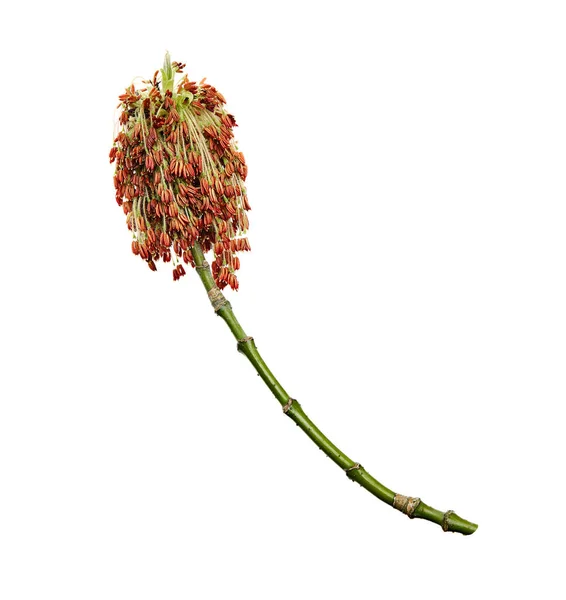 Acer Negundo Вид Кленів Поширений Північній Америці Квіти Ізольовані Білому — стокове фото