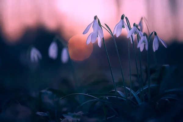 Snowdrops Galanthus Nivalis Dark Forest Sunset Beautiful Snowdrop Flowers Galanthus — Stock Photo, Image