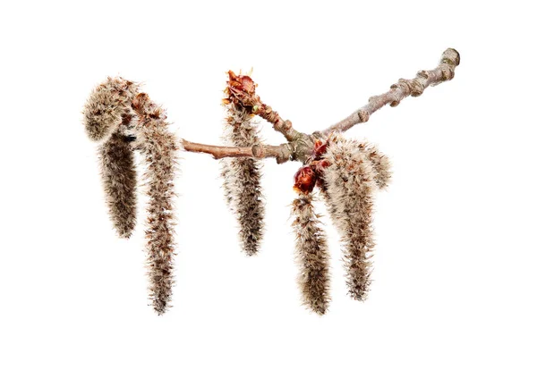 Fiore Pioppo Tremula Populus Tremula Sfondo Bianco — Foto Stock