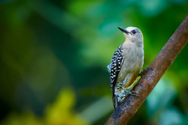 Pájaro Carpintero Hoffmann Melanerpes Hoffmannii Mujer Sentada Una Rama Pájaro Imagen de archivo