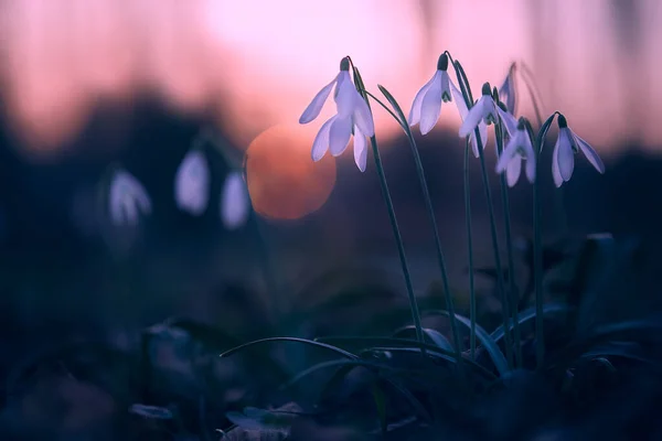 Gotas Nieve Galanthus Nivalis Bosque Oscuro Atardecer Hermosas Flores Gota Fotos de stock