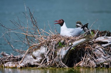 Kara Kafalı Gull Chroicocephalus ridibundus) yuvada. Çek Cumhuriyeti 'nden vahşi bir hayvanın sahnesi.
