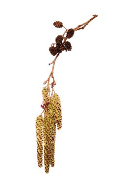 Alnus glutinosa, sıradan kızılağaç, siyah kızılağaç, Avrupalı kızılağaç ya da sadece kızılağaç. Olgun dişi catkins dalları, beyaz arka planda çiçek açan erkek catkins ve tomurcukları. Doğadaki ilk polen alerjilerinden biri. Beyaz arka grupta yüksek çözünürlüklü fotoğraf