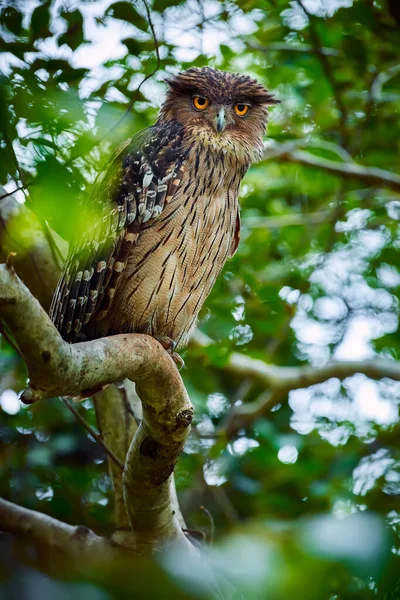 Civetta Bruna Ketupa Zeylonensis Gufo Asiatico Bellissimo Uccello Rapace Seduto — Foto Stock