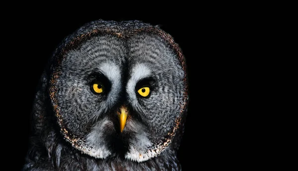 Драматичне Фото Великої Сови Great Grey Owl Strix Nebulosa Портрет — стокове фото