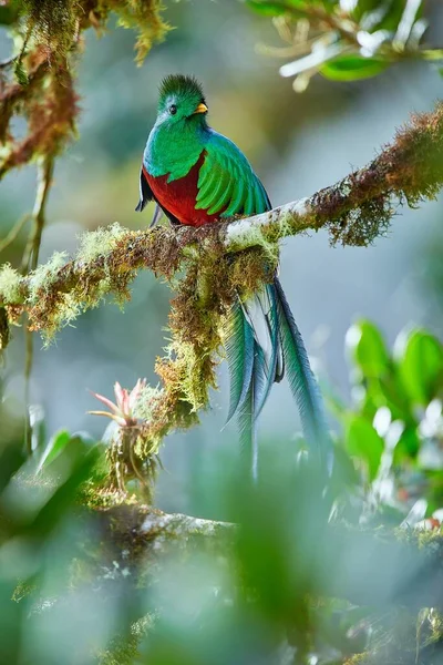 Centralamerikas Vackraste Fågel Prakt Quetzal Pharomachrus Mocinno Sitting Grenar Täckta — Stockfoto