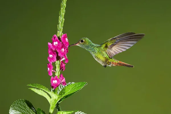 Flying Rufous-tailed Hummingbird with clear green background in Costa Rica. Hummingbird drinks nectar from a flower. Birds in the nature habitat, wild Costa Rica.