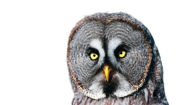 Драматичне Фото Великої Сови Great Grey Owl Strix Nebulosa Портрет — стокове фото