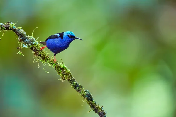 Hermosa Foto Pajarito Azul Del Entorno Forestal Mielero Patas Rojas — Foto de Stock