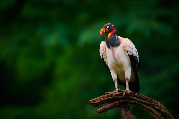 Королевский Стервятник Sarcoramphus Papa Большая Птица Обитающая Центральной Южной Америке — стоковое фото